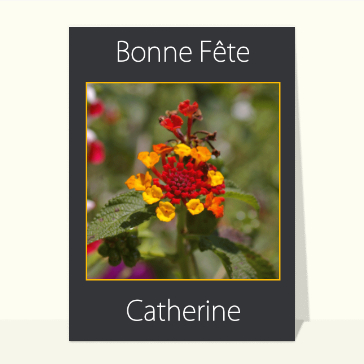 Sainte Catherine : Jolie fleur sur fond gris