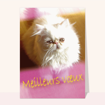 Chat Meilleurs Voeux