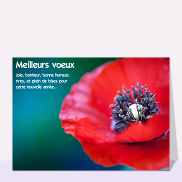 Meilleurs voeux coquelicots rouge