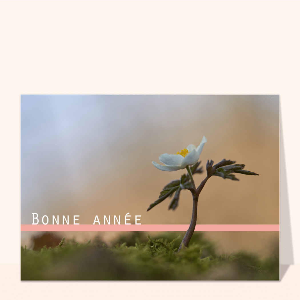 Carte Bonne Année 2023 Fleur Blanche Sous Le Soleil : Envoyer une vraie  Carte De Voeux 2023 Avec Des Fleurs dès 0,99€ - Merci Facteur