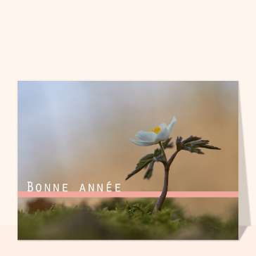 Bonne année 2024 fleur blanche sous le soleil