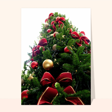 Sapin vue de bas