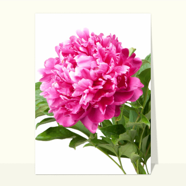 Carte avec des fleurs : Une belle pivoine