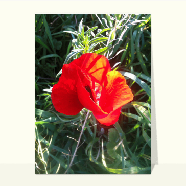 Carte avec des fleurs : Un coquelicot sur fond vert