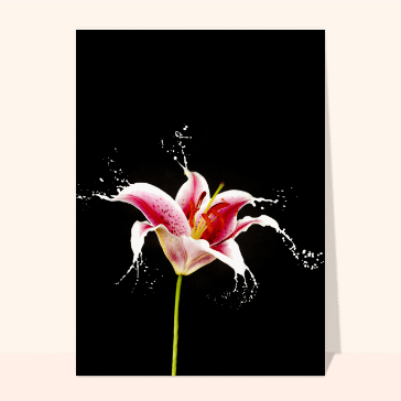 Une fleur éclatante