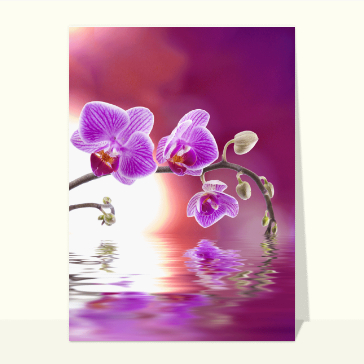 Des orchidées sur fond violet
