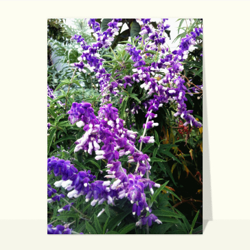 Carte avec des fleurs : Grappes de fleurs violettes