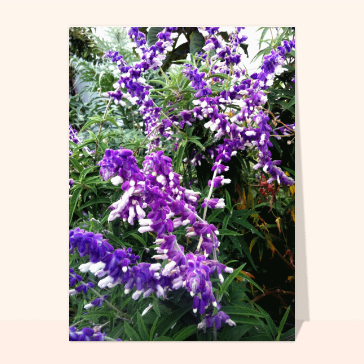 Grappes de fleurs violettes
