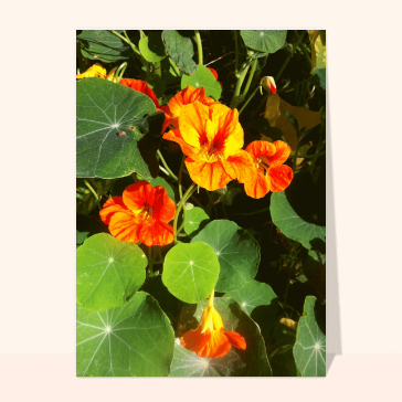 Carte avec des fleurs : Capucines dans la nature