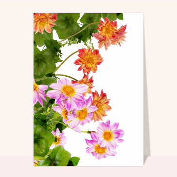 Dahlia rouges et violets