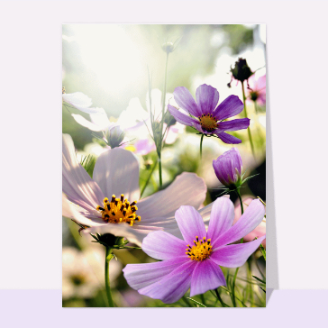 Carte avec des fleurs : Cosmos violettes