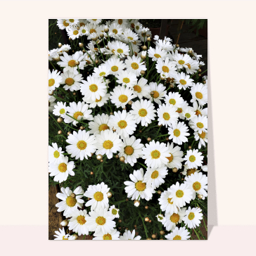 Carte avec des fleurs : Bouquet de pâquerettes