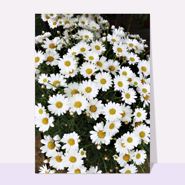 Carte avec des fleurs : Bouquet de pâquerettes