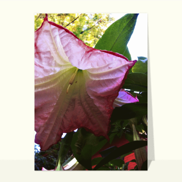 Carte avec des fleurs : Datura rose