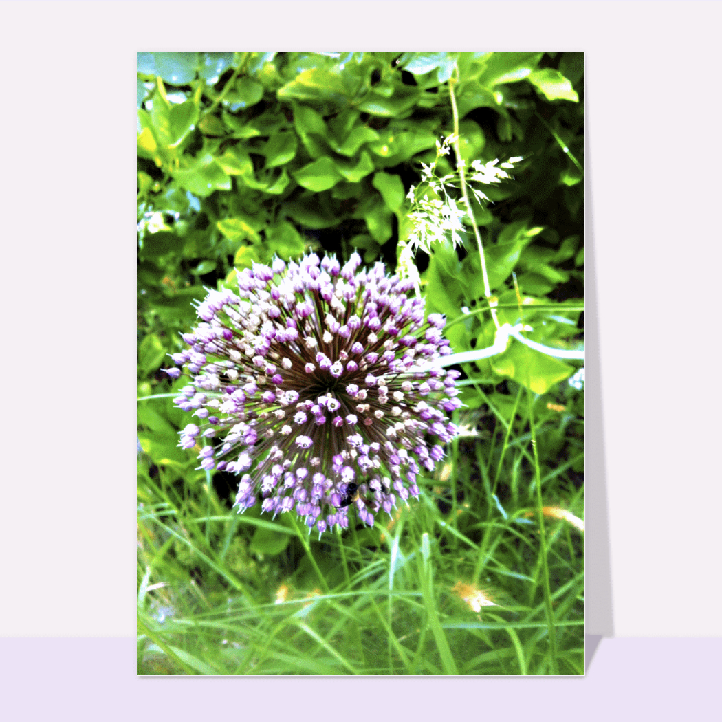 Carte Fleur D´oignon Violette : Envoyer une vraie Carte Avec Des Fleurs dès  0,99€ - Merci Facteur