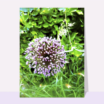 Carte avec des fleurs : Fleur d´oignon violette