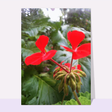 Carte avec des fleurs : Géranium aux pétales rouge vif
