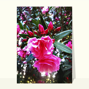 Laurier rose double