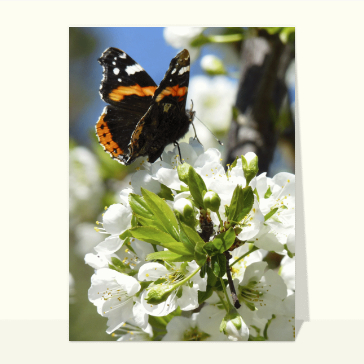 Carte avec des fleurs : Une papillon sur une fleur