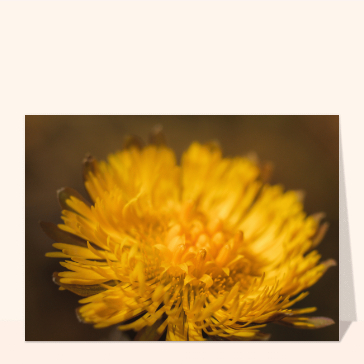 Carte postale feur de tussilage