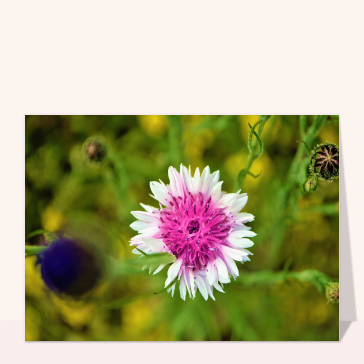 Jolie fleur violette Cartes avec des fleurs