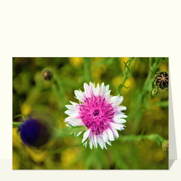 Jolie fleur violette