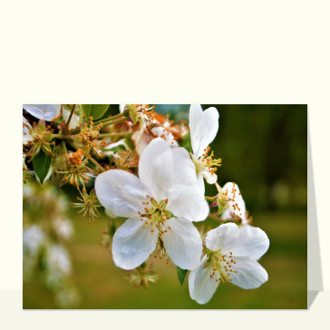 Carte avec des fleurs : Douces fleurs blanches