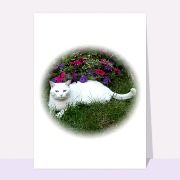 Carte chat et chaton : Chat blanc et fleurs