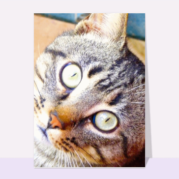 Carte chat et chaton : Un chat en gros plan