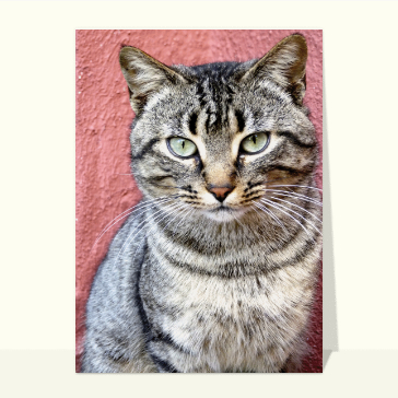 Carte chat et chaton : Un chat sur un mur rouge