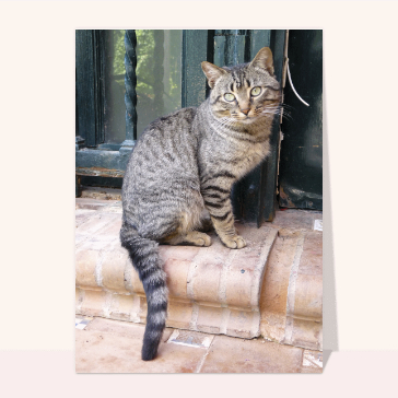 Carte chat et chaton : Joli chat gris