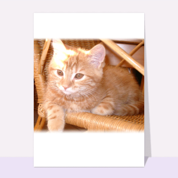 Carte chat et chaton : Chaton roux
