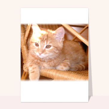Carte chat et chaton : Chaton roux