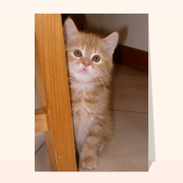 Carte chat et chaton : Chaton roux aux grands yeux