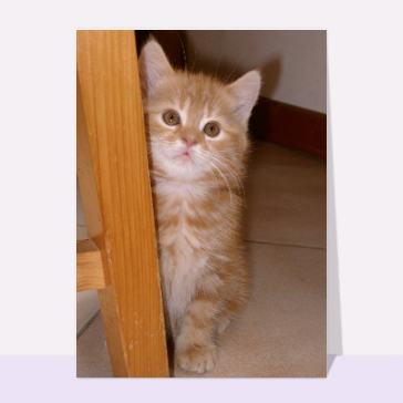 Carte chat et chaton : Chaton roux aux grands yeux