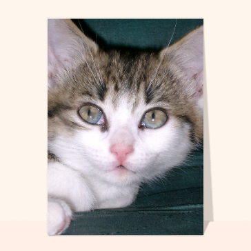Carte chat et chaton : Chaton tigré aux grands yeux