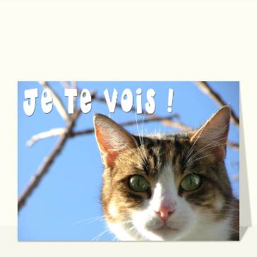 Je te vois petit chat roux