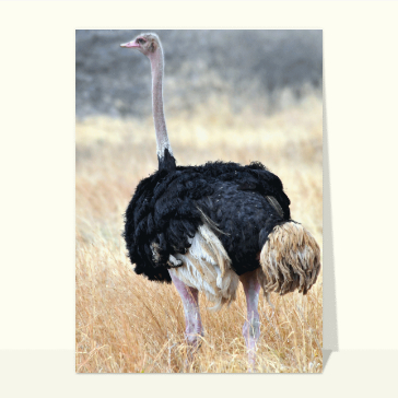 Carte avec un oiseau : Une autruche dans la savane