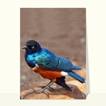 Carte avec un oiseau : Lamprotonis superbus
