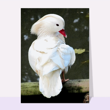 Carte Un bel oiseau blanc