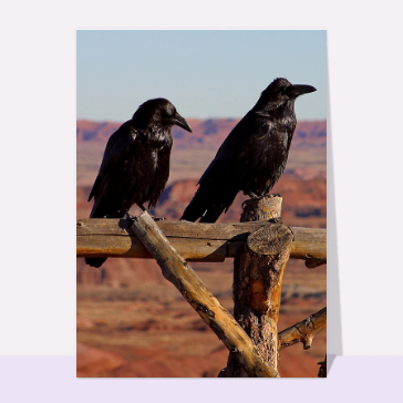 Couple de corbeaux