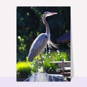 Carte avec un oiseau : Oiseau aquatique
