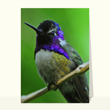 Carte avec un oiseau : Oiseau