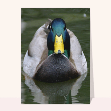 Carte avec un oiseau : Canard