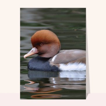 Carte avec un oiseau : Red-crested Pochard