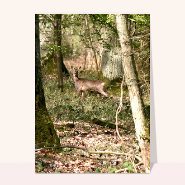 carte d'animaux : Chevreuil