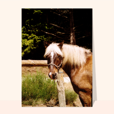 carte d'animaux : Cheval a longue criniere