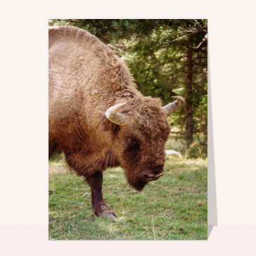 carte d'animaux : Bison