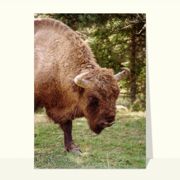 carte d'animaux : Bison