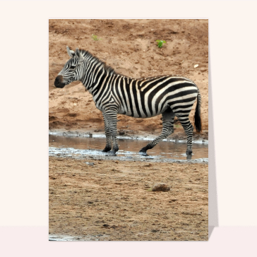 carte d'animaux : Un zèbre dans la savane